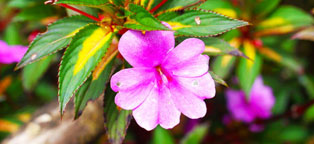 cc攻击免费网页版